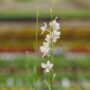 Gaura – Bantam White – 4.5″ Pot